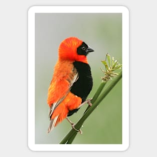 Southern Red Bishop, South Africa Sticker